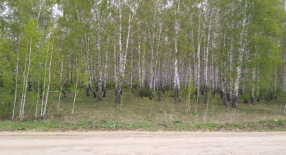 Купить земельный участок в г. Ключи. Фотография №2 Купить земельный участок в г. Ключи. Фотография №2