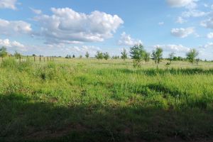 Продам земельный участок, на улице Абрикосовая, г. Снт родник сакмарского а, Оренбургская обл., Россия, агентство ЦН "Авега"