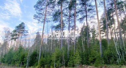 Купить земельный участок в г. Выборг. Фотография №2 Купить земельный участок в г. Выборг. Фотография №2